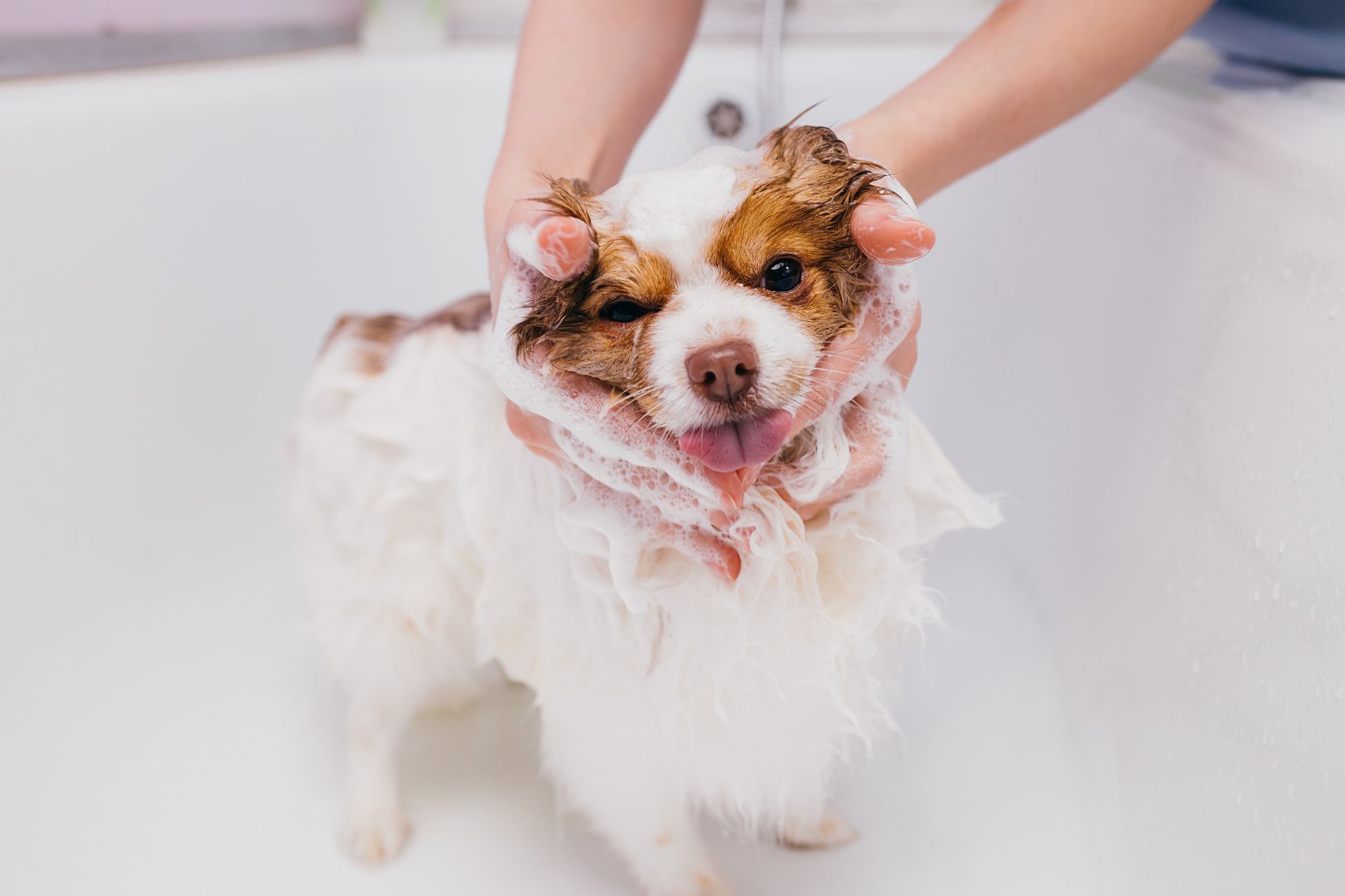 Dog Bath in Brookston