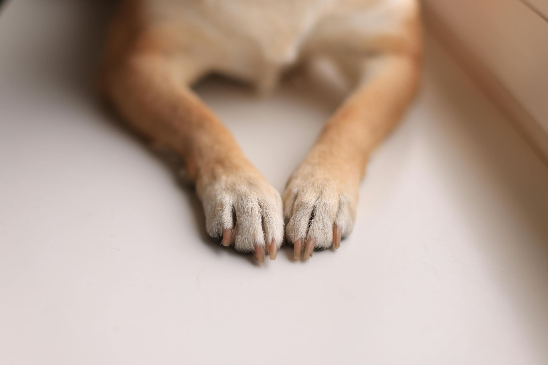 Paw Pad Trim in Brookston