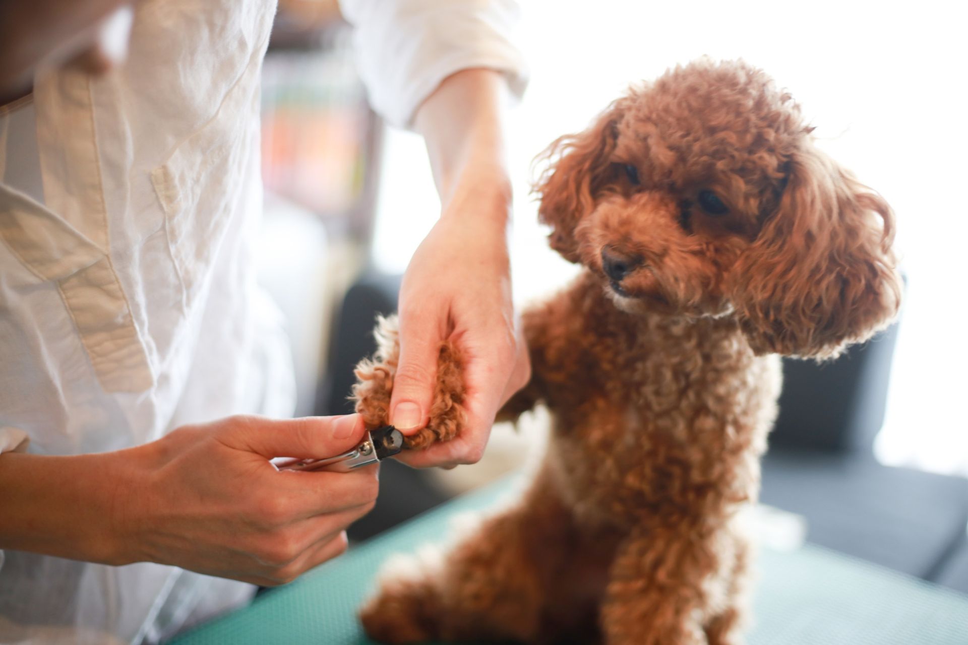  Full Dog Groom