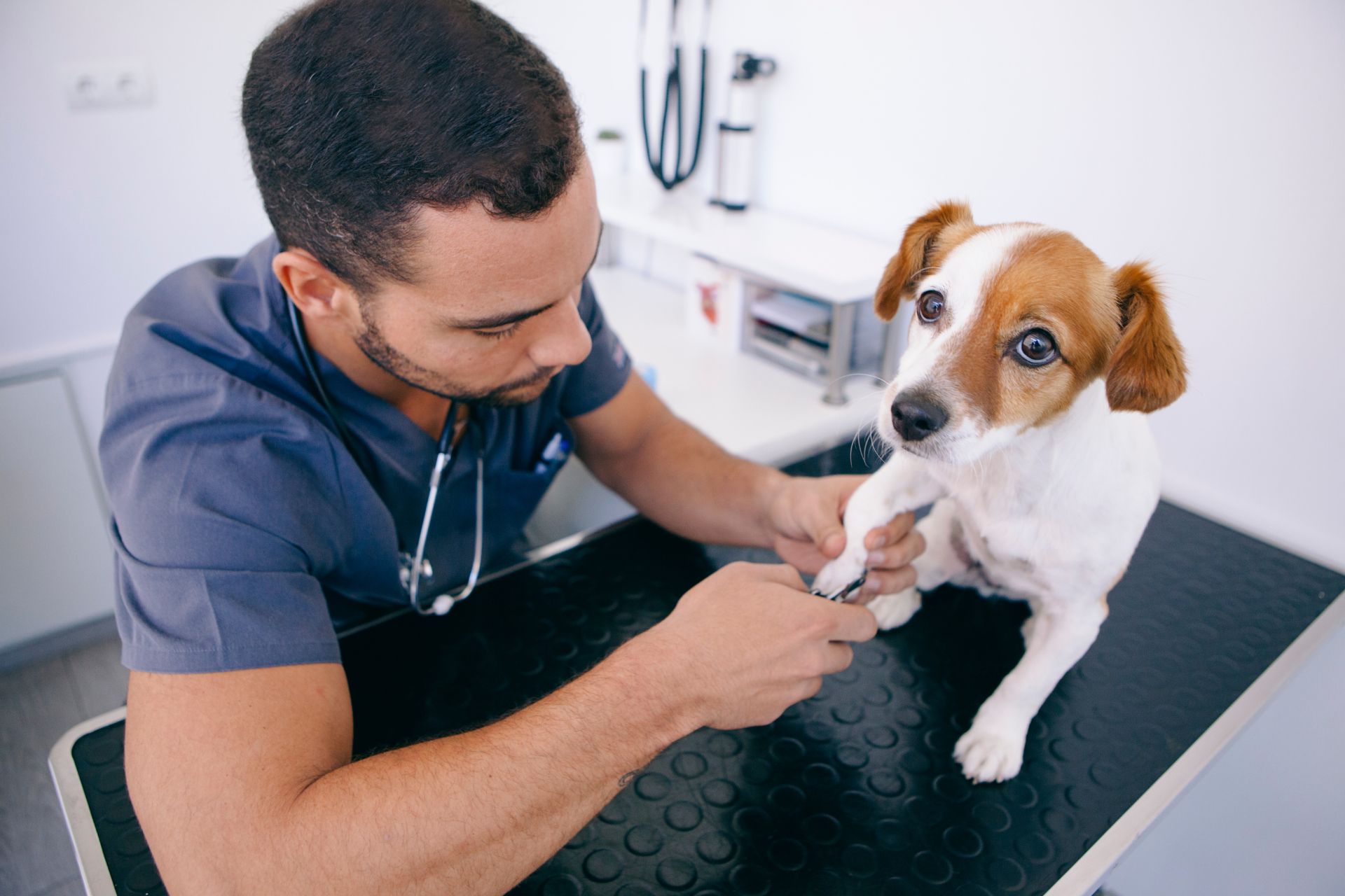 Lafayette Dog Nail Trim