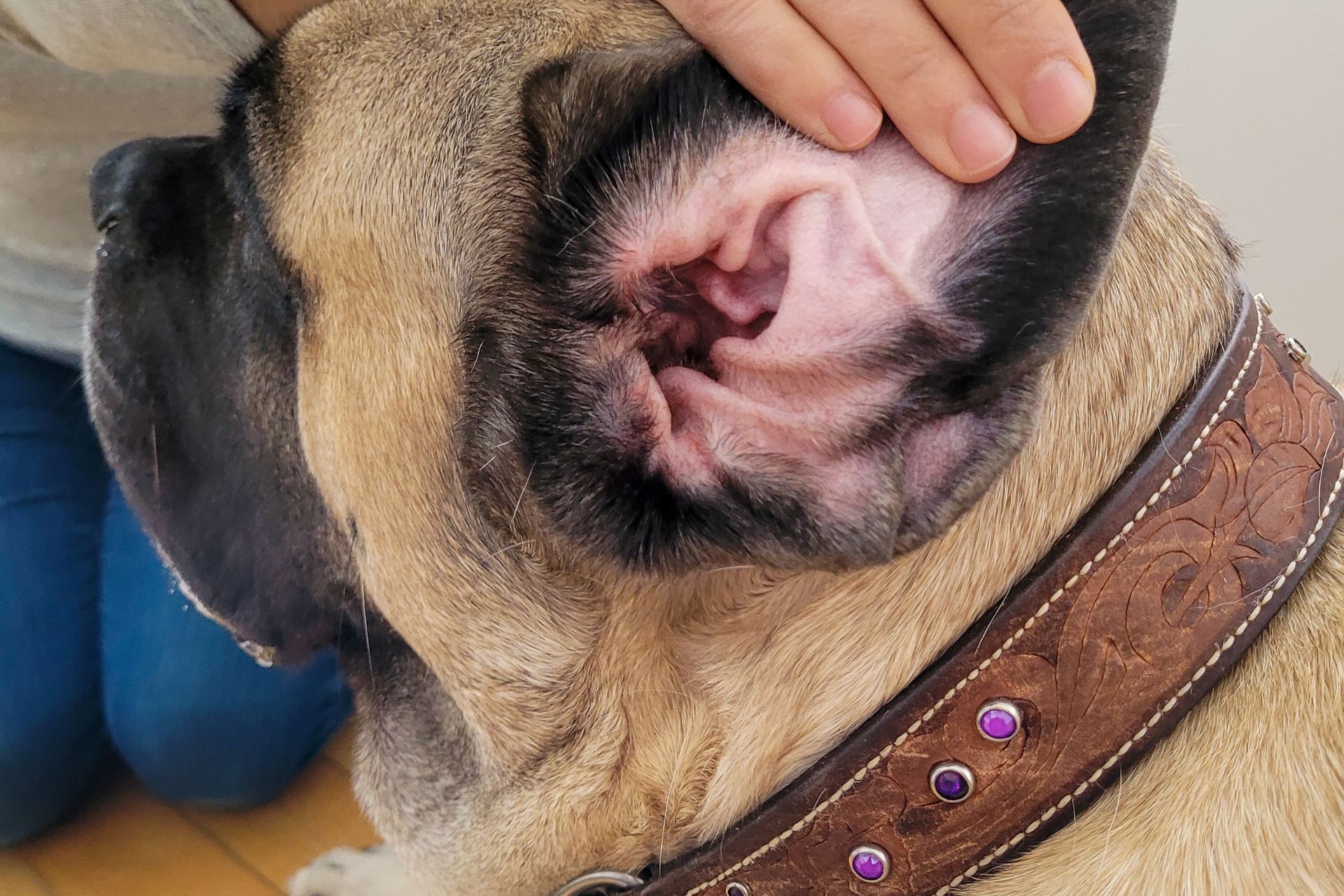 Dog Ear Cleaning in Brookston