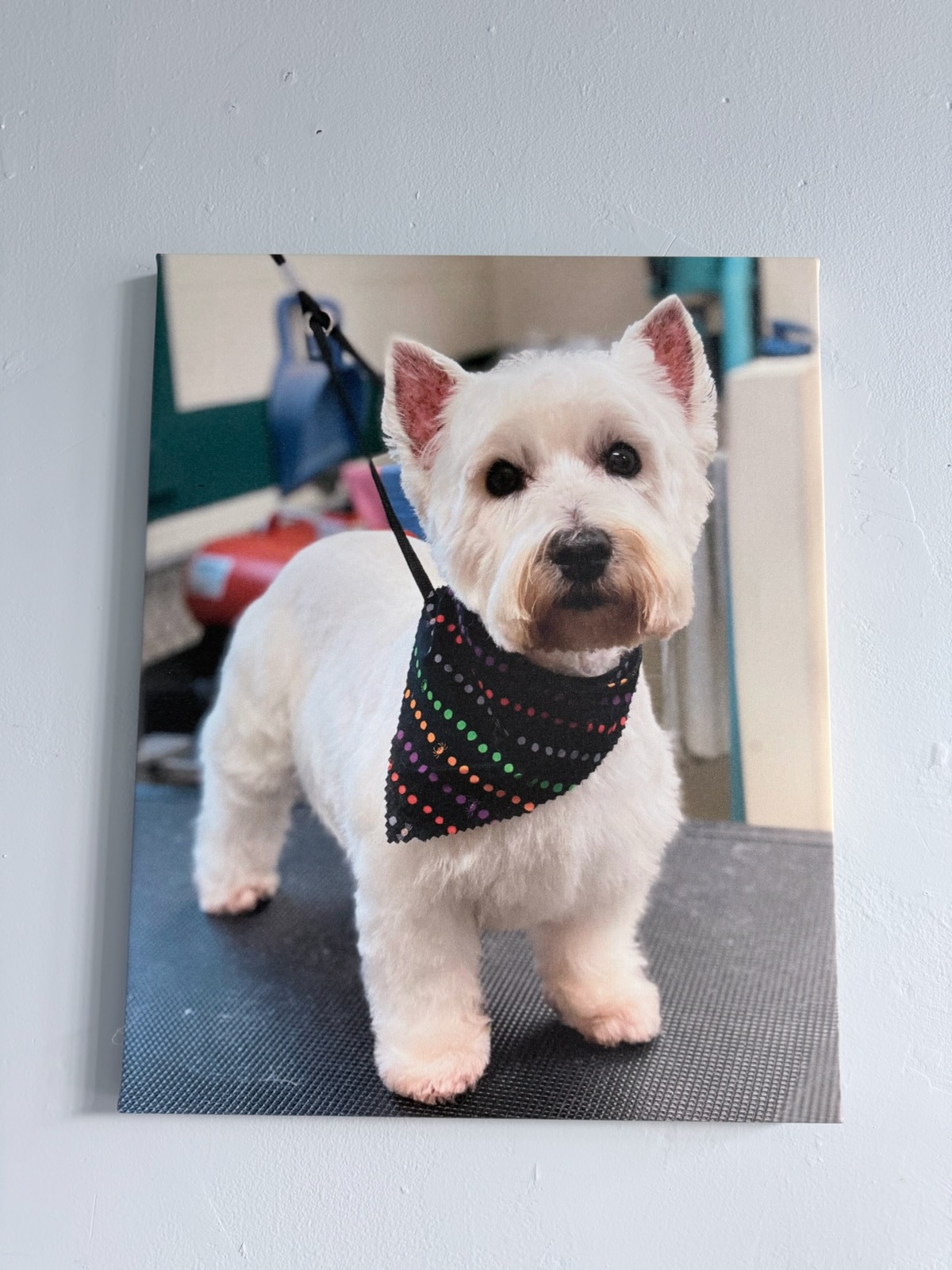 Dog Grooming Brookston