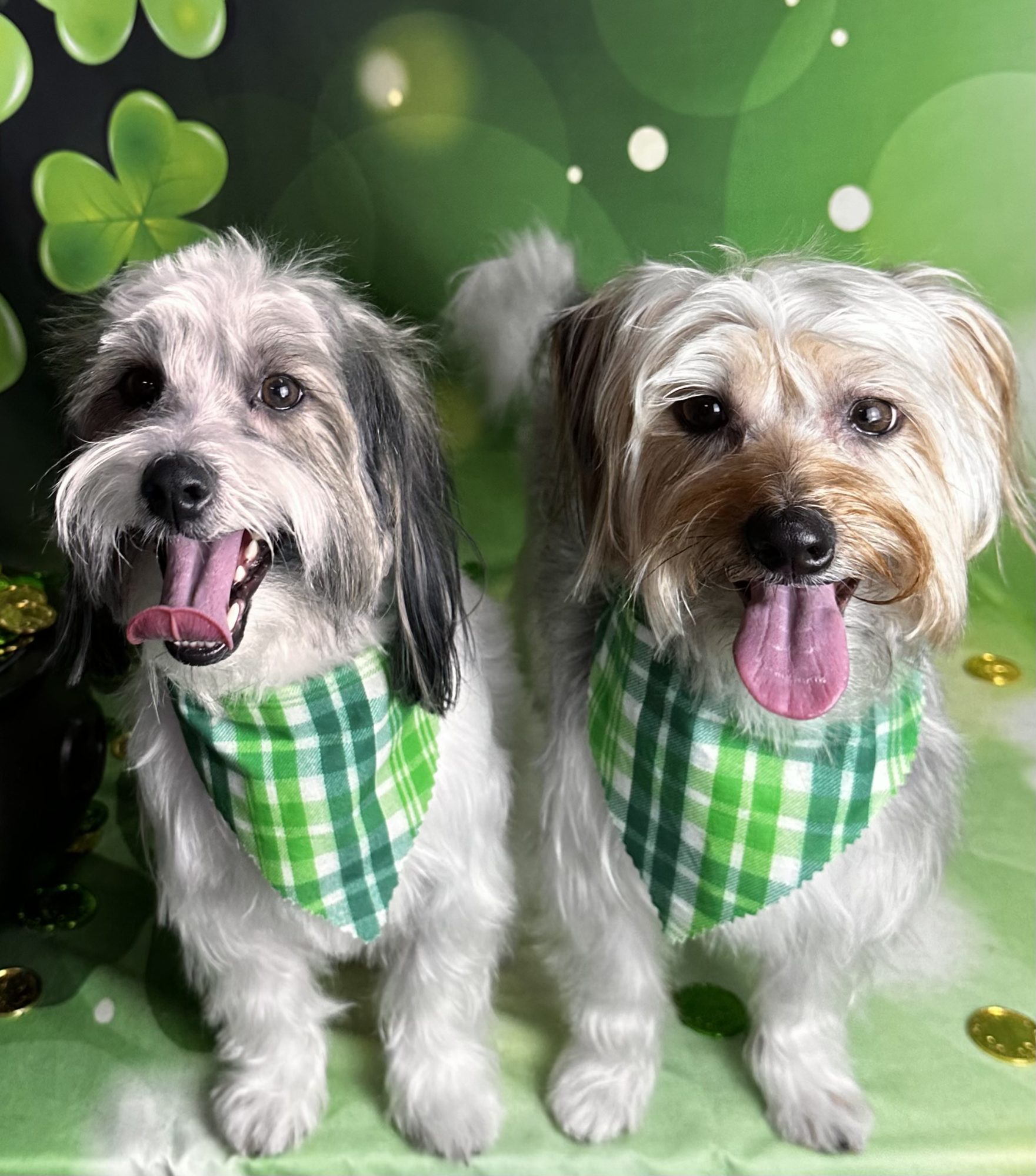 Dog Ear Cleaning Brookston