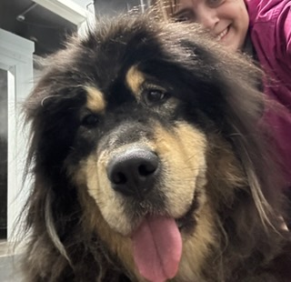 Dog Ear Cleaning 