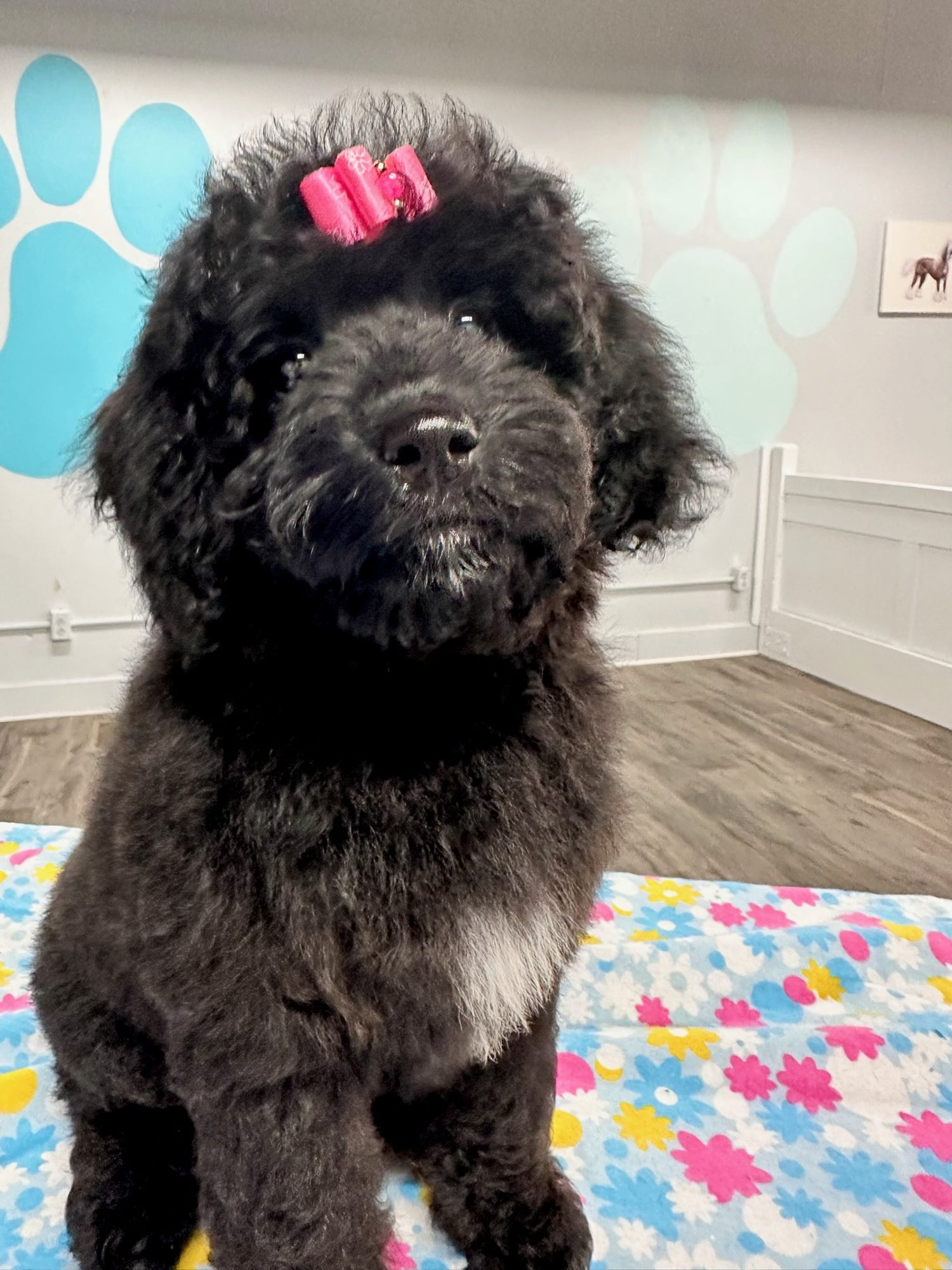 Full Dog Groom Brookston