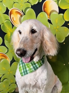 Full Dog Groom Brookston