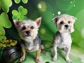 Full Dog Groom